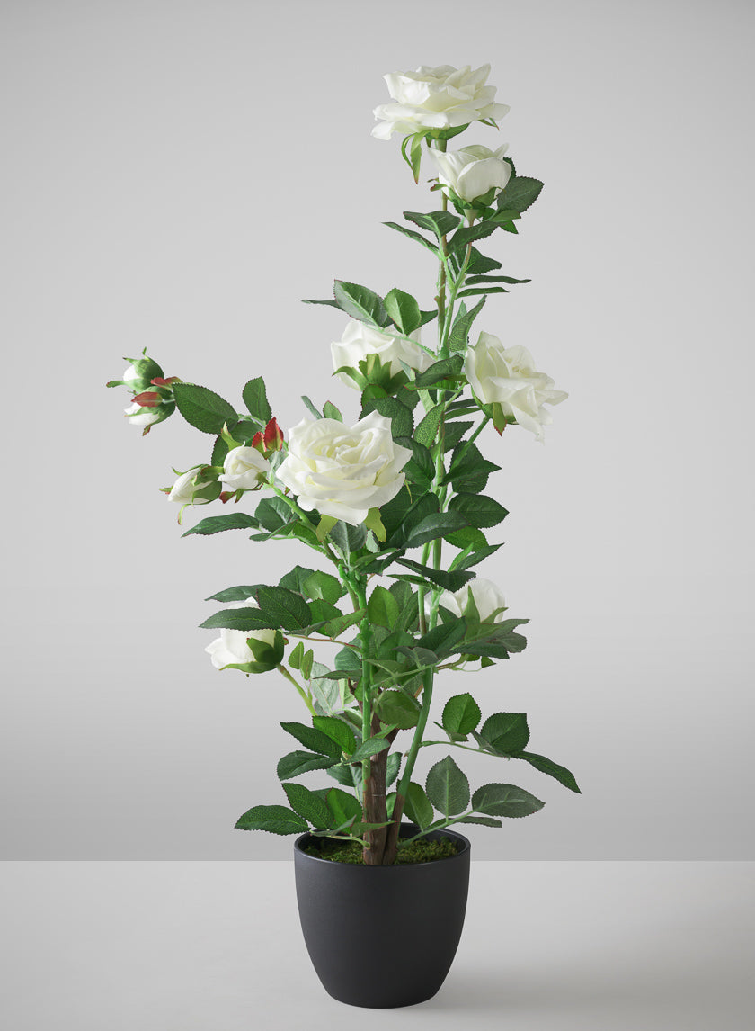 rose plant with pot 26in Tall White Garden Rose Plant In a Black Pot