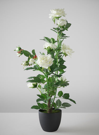 26in Tall White Garden Rose Plant In a Black Pot Decor Jamali Garden