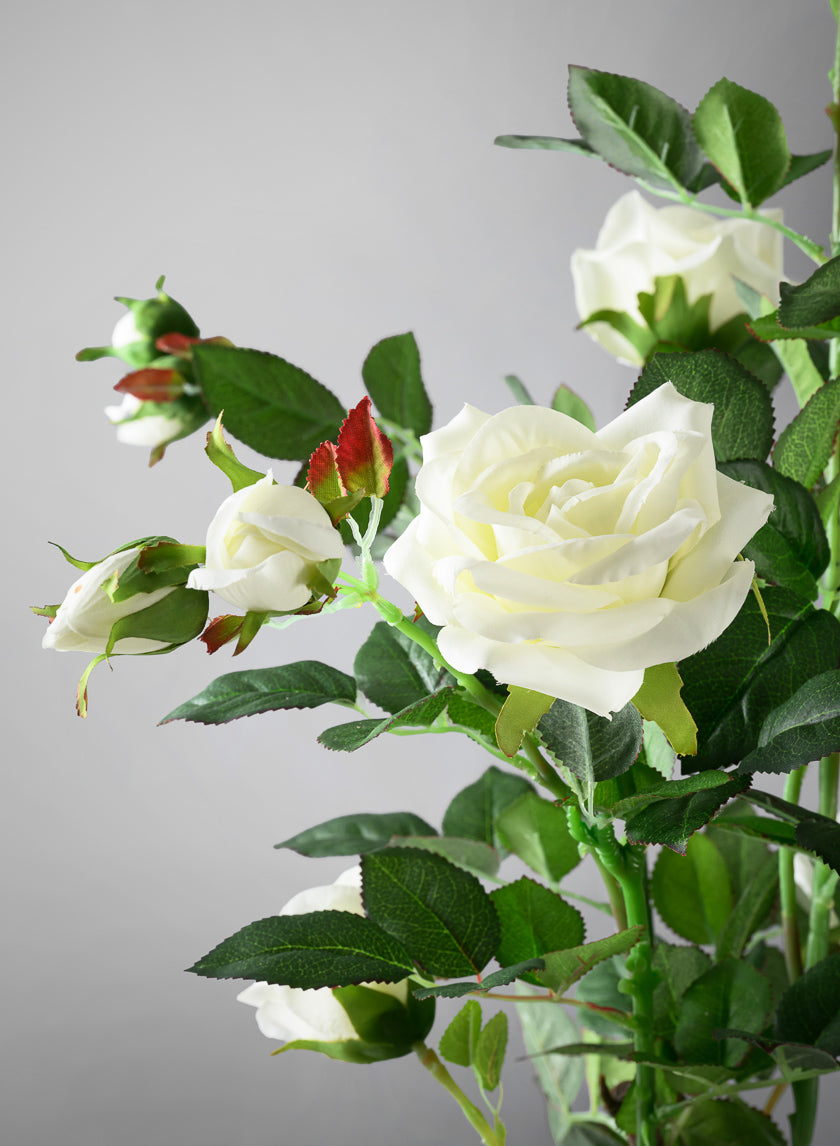 white rose potted plant 26in Tall White Garden Rose Plant In a Black Pot