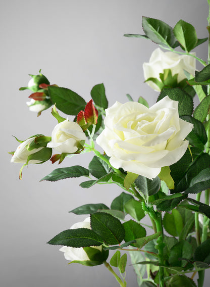 26in Tall White Garden Rose Plant In a Black Pot Decor Jamali Garden