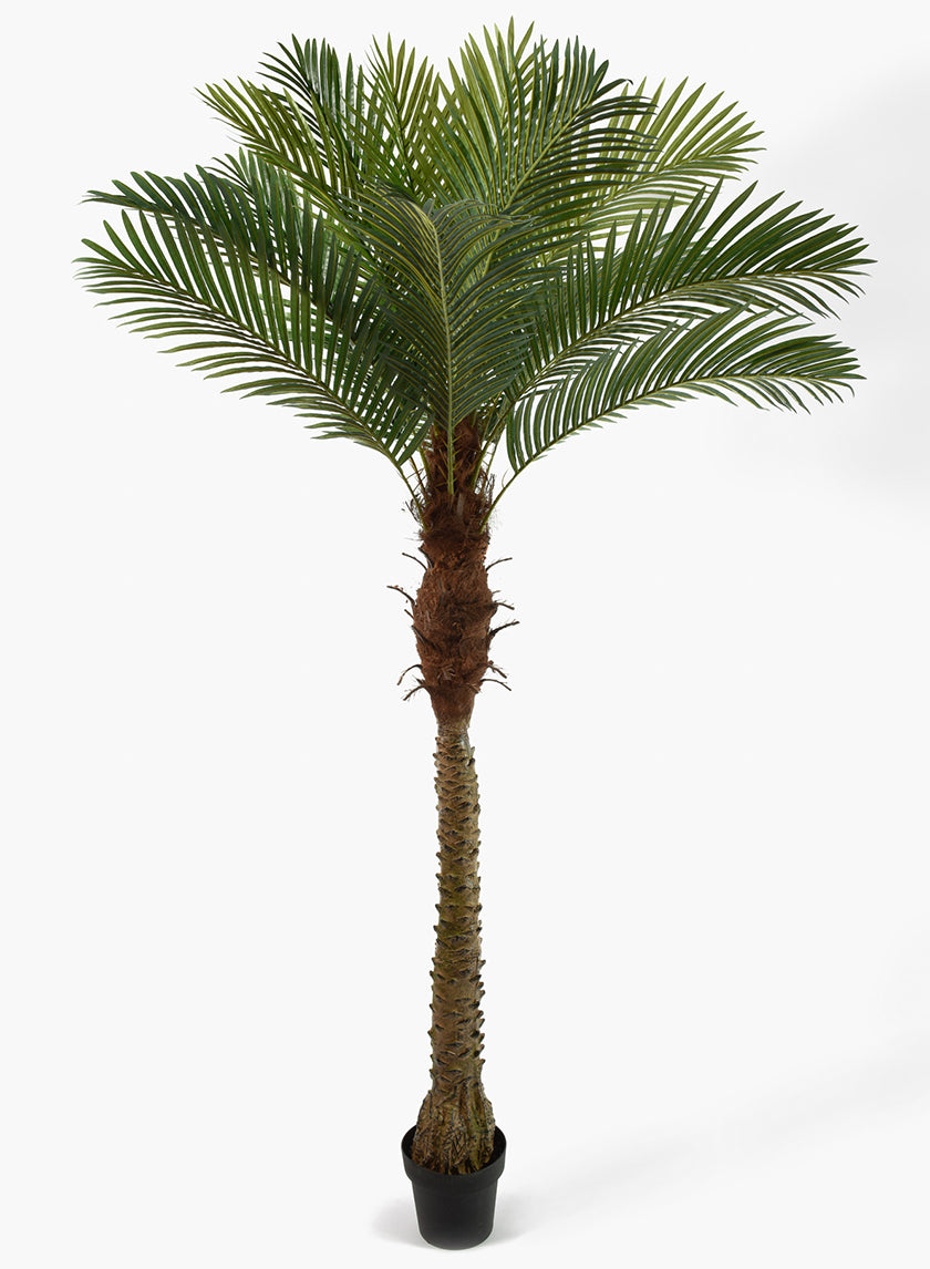areca palm online buy 72in Tall Areca Palm Tree