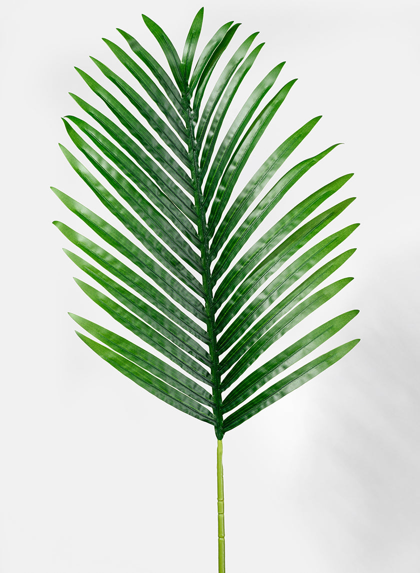 ornamental areca palm 36in Long Areca Palm