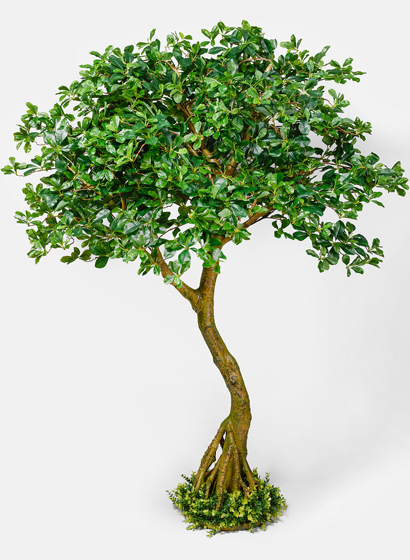 schefflera arboricola tree 75in Tall Schefflera Umbrella Tree Plant – Jamali Garden