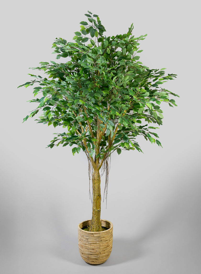 7.5ft Tall Real Touch Giant Ficus Tree – Jamali Garden