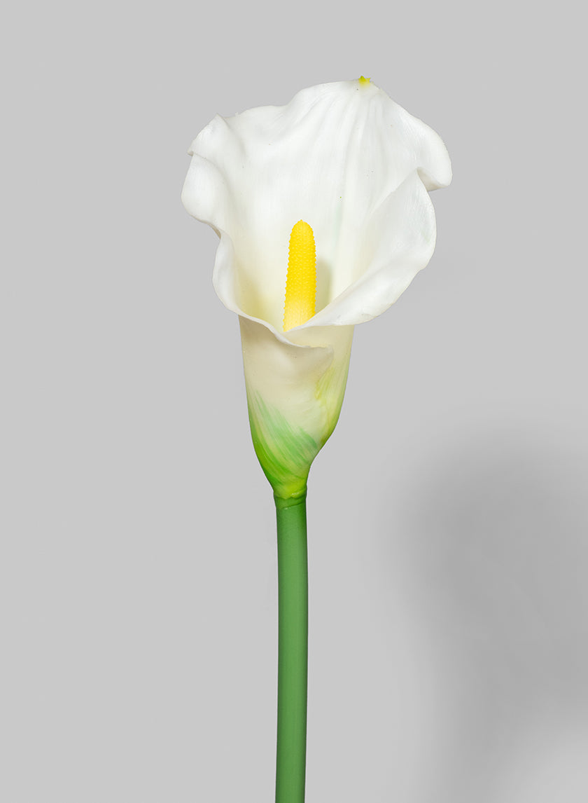 long stem white calla lilies 29in Long White Calla Lily, Case of 12