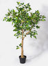 54in Tall Mini Ficus Tree Decor Jamali Garden