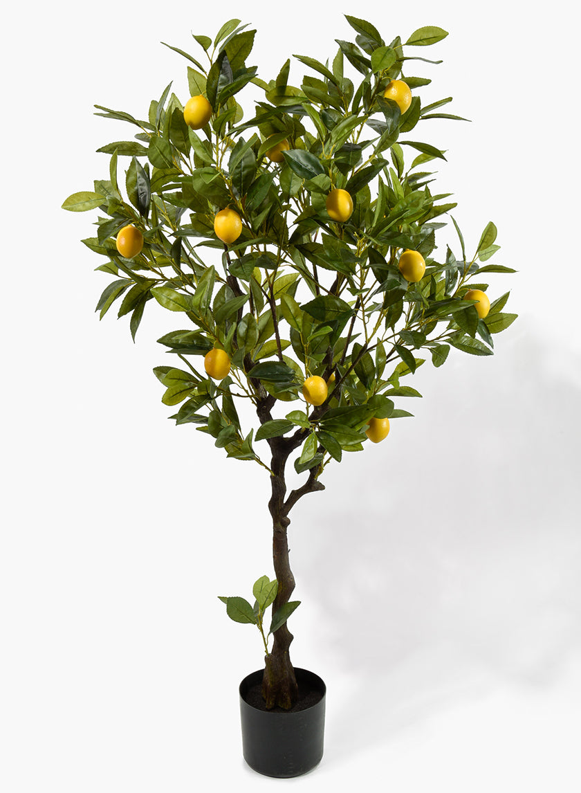 https://www.jamaligarden.com/cdn/shop/files/CH12613050_Magento_2_View.jpg?v=1723842314