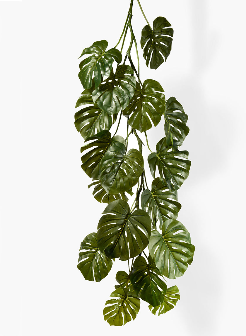 monstera adansonii long vines 71in Monstera Leaf Vine