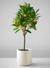 28in Long Real Touch Clementine Tree In a White Pot Decor Jamali Garden