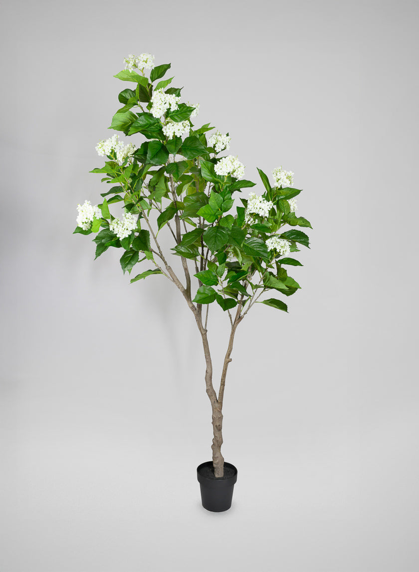 84in Tall White Flowering Limelight Hydrangea Plant – Jamali Garden