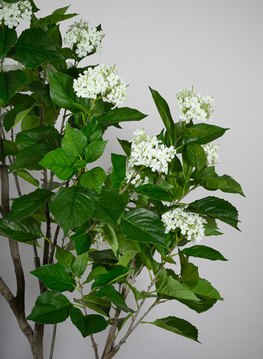 84in Tall White Flowering Limelight Hydrangea Plant Decor Jamali Garden