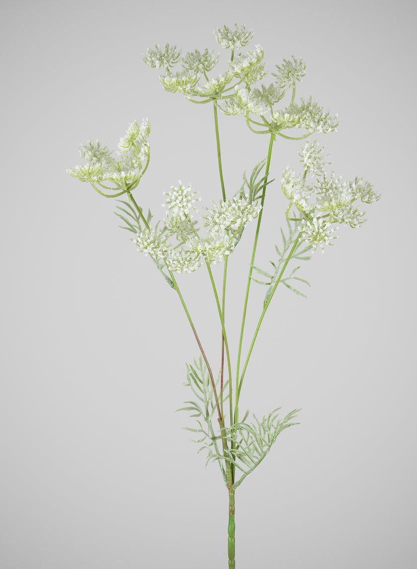 31in Long White Queen Anne&