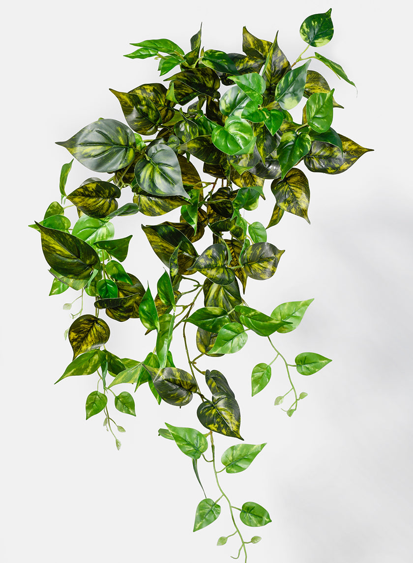 marble pothos hanging 32in Long Marble Pothos Hanging Bush – Jamali Garden