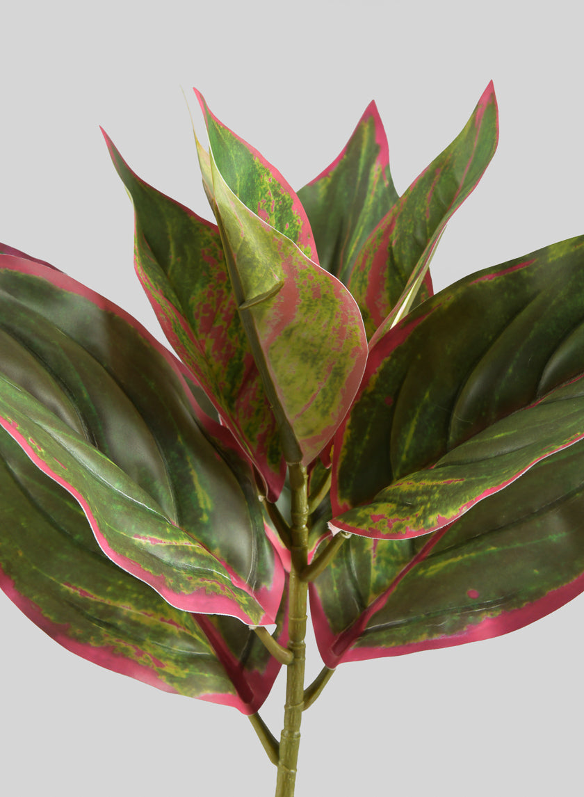 dieffenbachia leaf 14in Long Reach Touch Red-Green Dieffenbachia Stem Pick, Case of 12