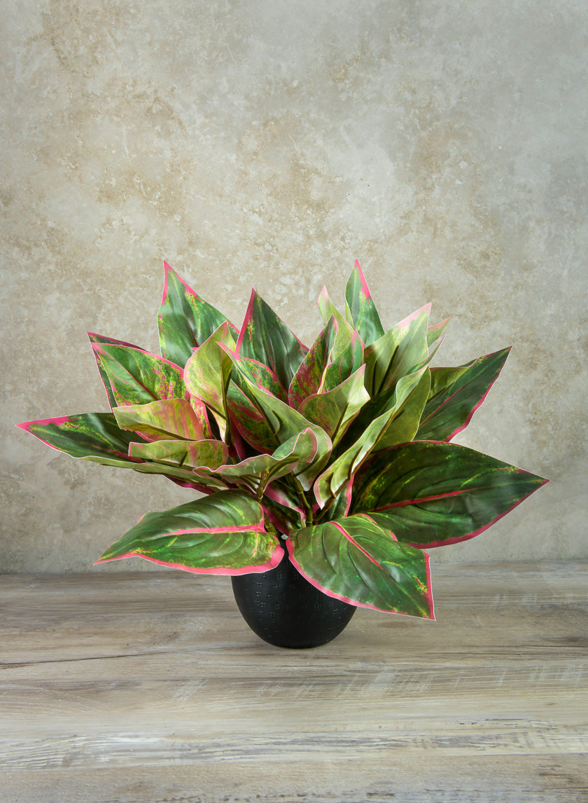 dieffenbachia or chinese evergreen 14in Long Reach Touch Red-Green Dieffenbachia Stem Pick, Case of 12 – Jamali Garden