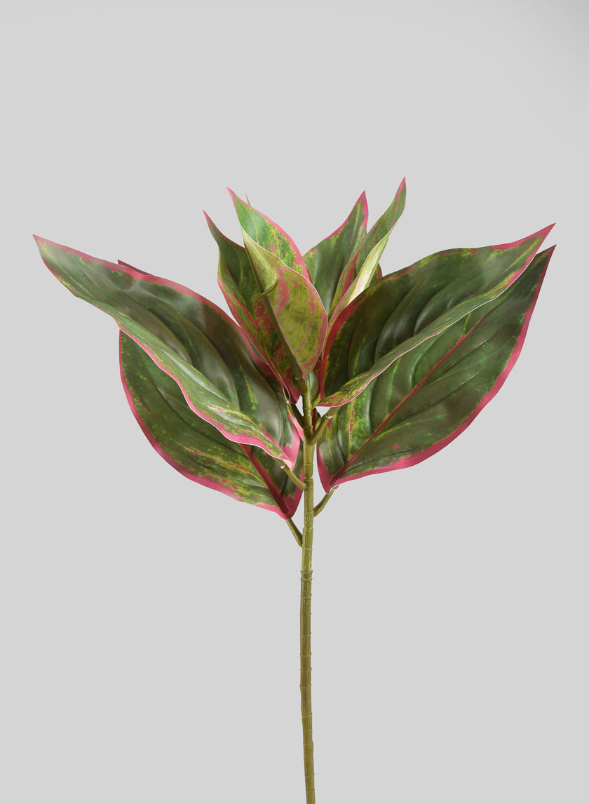dieffenbachia long stem 14in Long Reach Touch Red-Green Dieffenbachia Stem Pick, Case of 12 – Jamali Garden