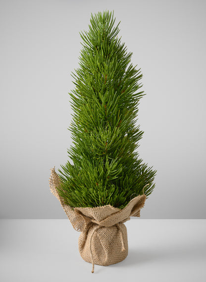 16in Tall Mini Pine Tree with Burlap Wrap, Case of 6 Decor Jamali Garden