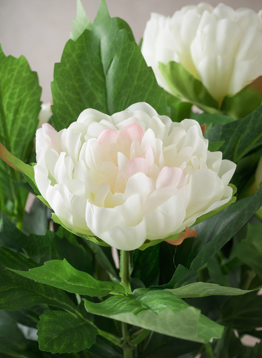 17in Tall White Peony Plant In a Black Pot Decor Jamali Garden