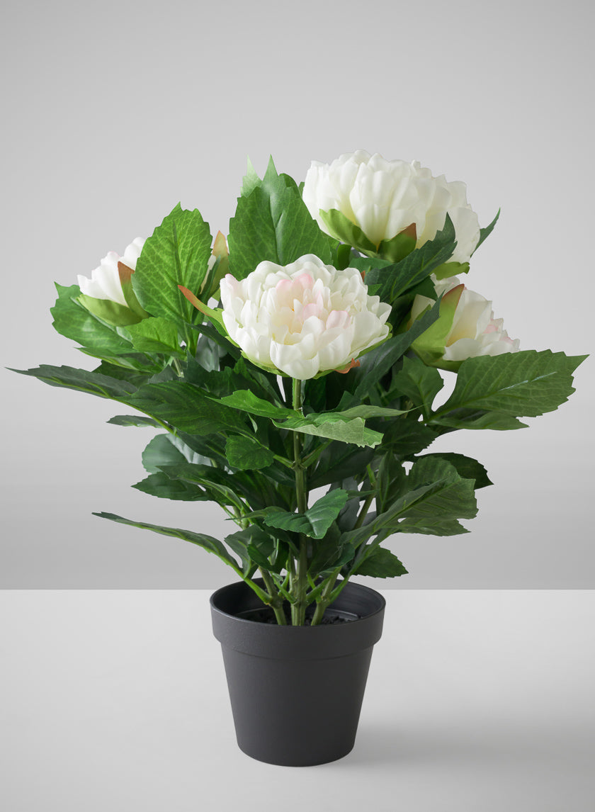 17in Tall White Peony Plant In a Black Pot Decor Jamali Garden