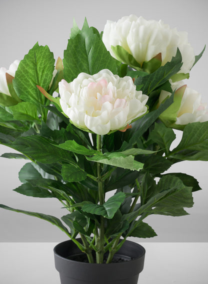 17in Tall White Peony Plant In a Black Pot Decor Jamali Garden