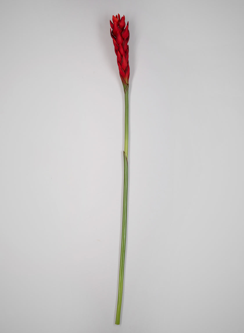29in Long Red Ginger Stem, Case of 12 Decor Jamali Garden