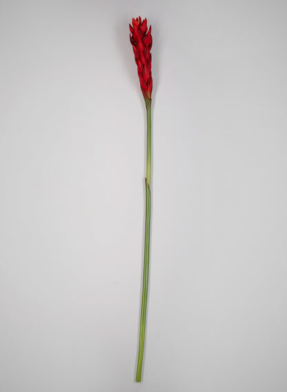 29in Long Red Ginger Stem, Case of 12 Decor Jamali Garden
