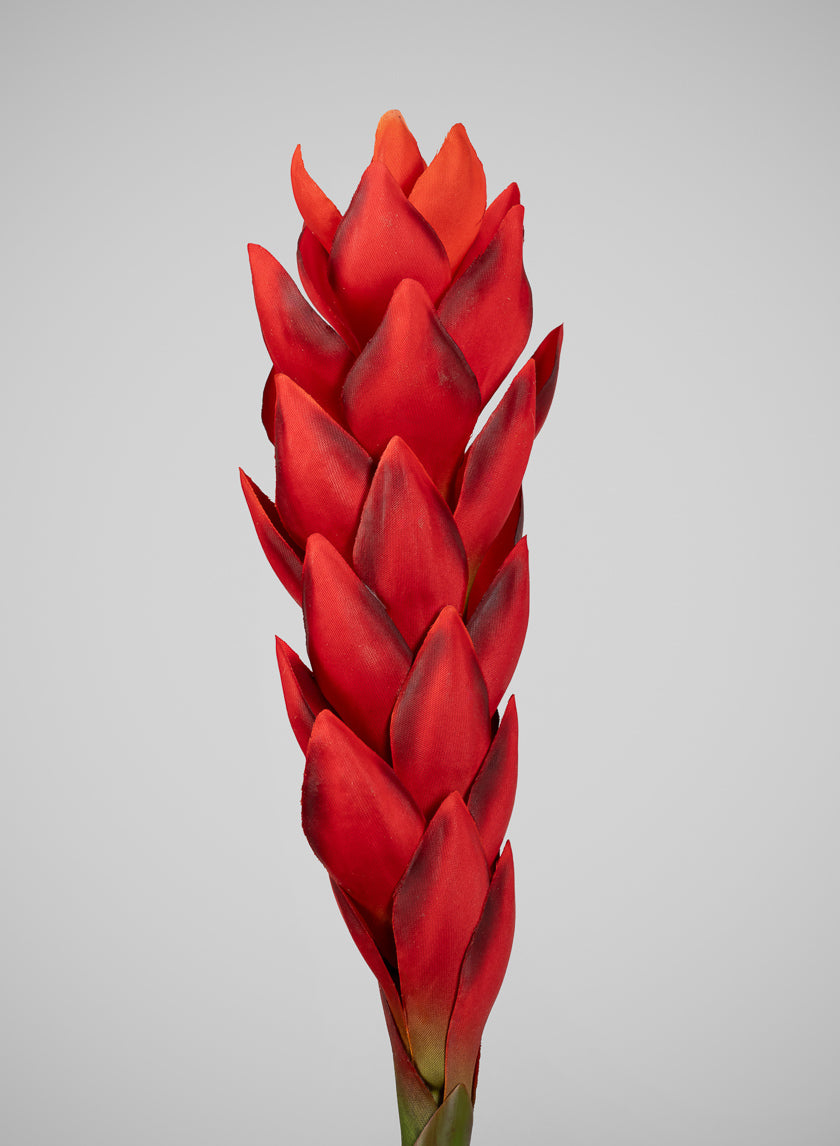 29in Long Red Ginger Stem, Case of 12 Decor Jamali Garden