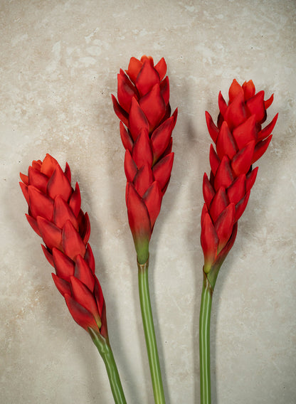 29in Long Red Ginger Stem, Case of 12 Decor Jamali Garden