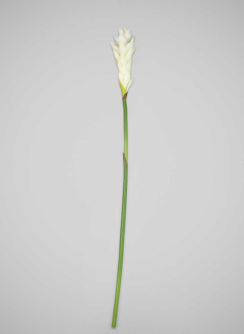 29in Long White Ginger Stem, Case of 12 Decor Jamali Garden