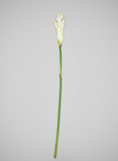 29in Long White Ginger Stem, Case of 12 Decor Jamali Garden