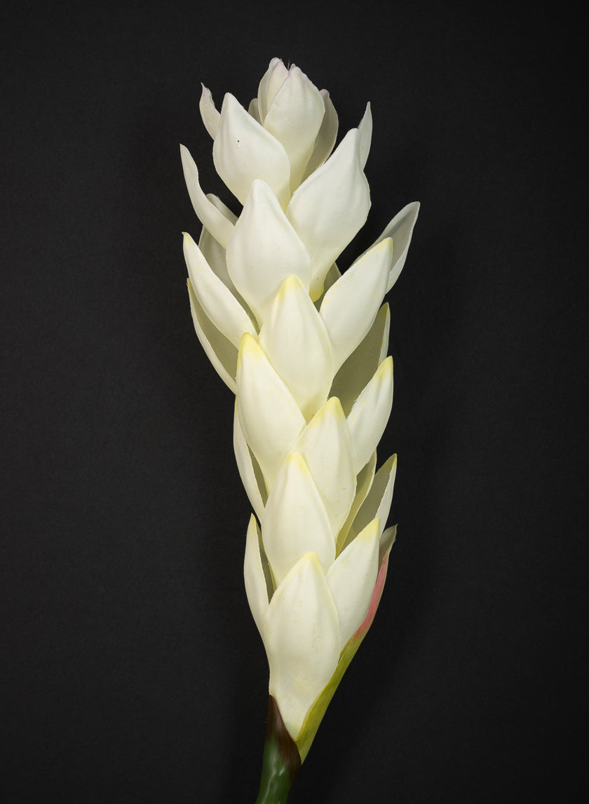 29in Long White Ginger Stem, Case of 12 Decor Jamali Garden