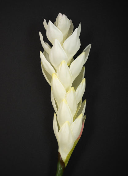 29in Long White Ginger Stem, Case of 12 Decor Jamali Garden