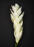 29in Long White Ginger Stem, Case of 12 Decor Jamali Garden