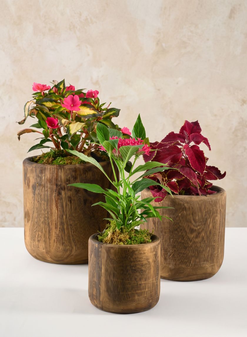 Dark Walnut Finish Paulownia Wood Cache Pot