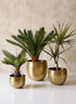 Devdas Brass Look Aluminum Indoor Garden Pot Decor Jamali Garden