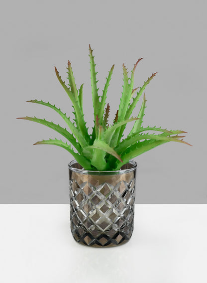 aloe vera plant in glass vase 4in Diamond Cut Smoke Glass Vase – Jamali Garden
