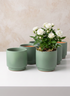A blooming white rose plant is displayed in one of the 4in Tall Florist Choice Matte Teal Green Cachepots from a set of six, with four empty matching green pots arranged nearby on a white surface against a beige background.