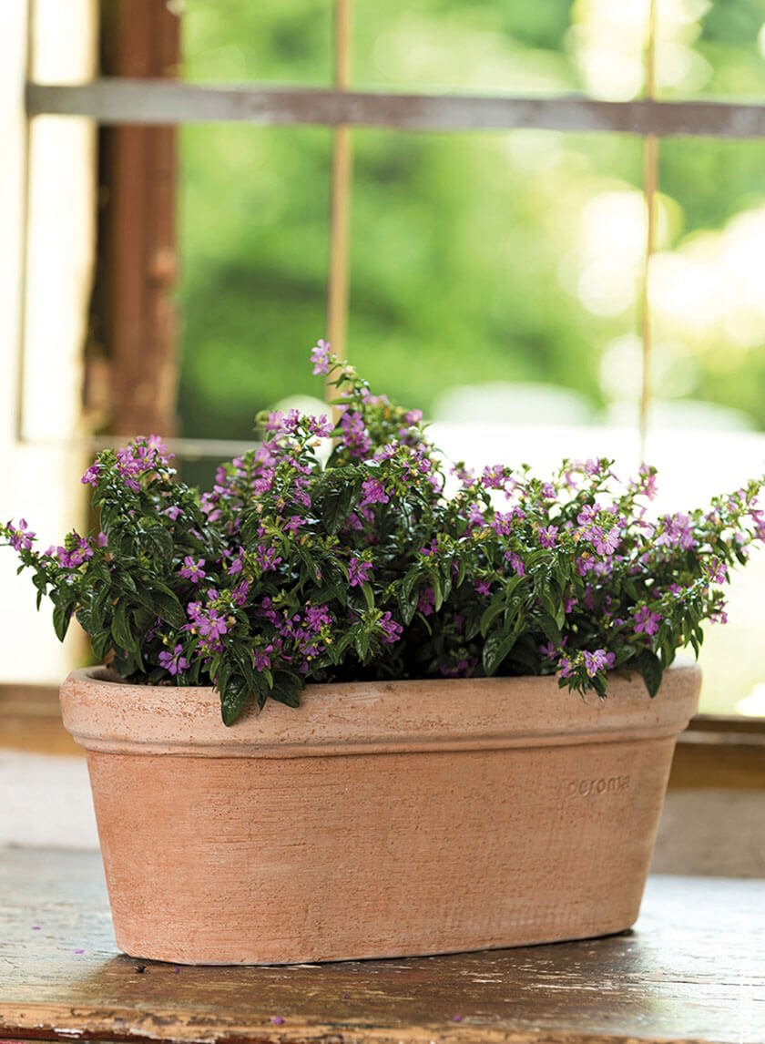 terracotta pot for plants Jamali Garden | Terracotta Window Box Planter