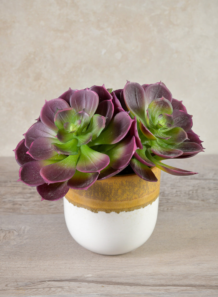 6in Long Purple Echeveria Pick, Case of 12 Decor Jamali Garden