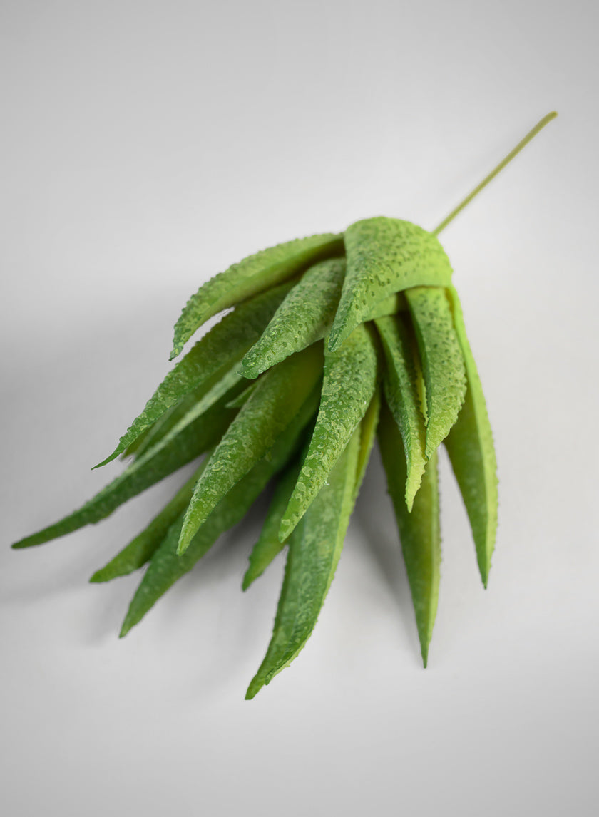 6in Long Aloe Pick, Case of 12 – Jamali Garden