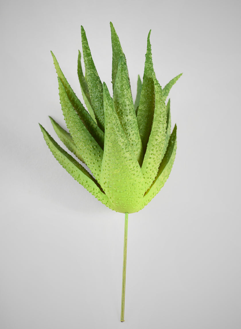 6in Long Aloe Pick, Case of 12 Decor Jamali Garden