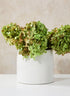 5.25in Tall White Ceramic Potter&