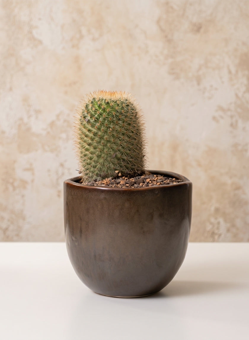 5.75in Wide Mashiko Aged Brown Ceramic Pot Decor Jamali Garden