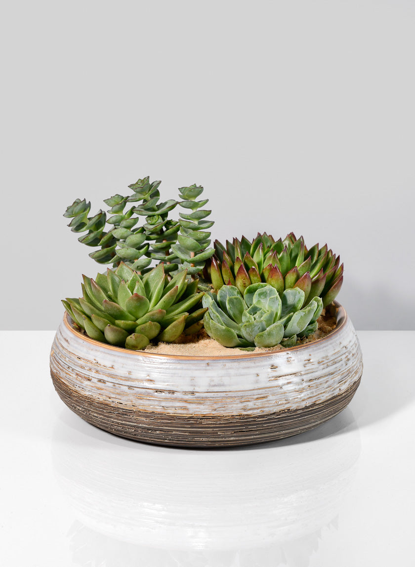 round ceramic succulent planter Breve Pale Gray and Brown Ceramic Bowl – Jamali Garden