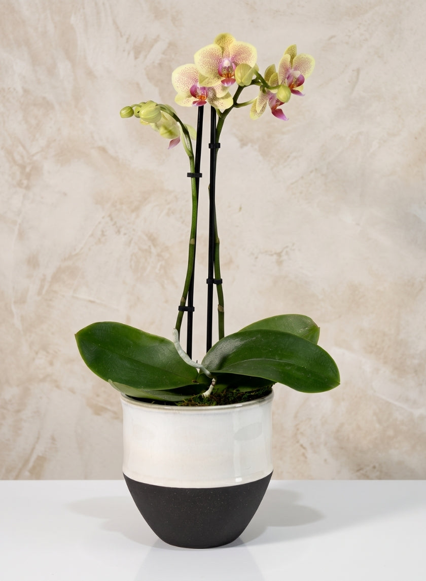 5.25in Tall NY Black &amp; White Cookie Planter Decor Jamali Garden