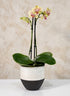 5.25in Tall NY Black & White Cookie Planter Decor Jamali Garden