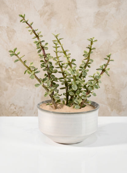 5.5in Wide Ceramic Handi Bowl Decor Jamali Garden