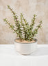 5.5in Wide Ceramic Handi Bowl Decor Jamali Garden
