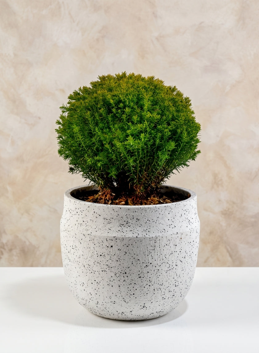 6.5in Wide White Granite Goki Bowl