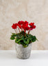 5in Tall Stone Wall Aged Planter Decor Jamali Garden
